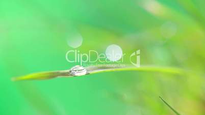 Dewdrop on grass