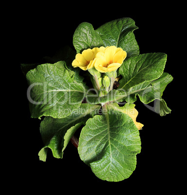 Flowering yellow primula on the black background