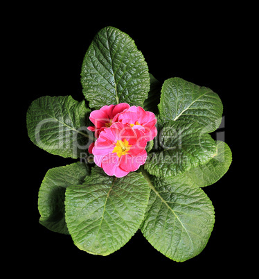 Flowering pink primula on the black background