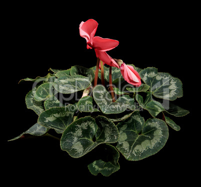 Flowering pink cyclamen on the black background