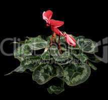 Flowering pink cyclamen on the black background