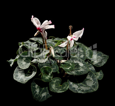 Flowering white cyclamen on the black background