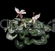 Flowering white cyclamen on the black background