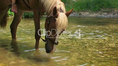 Horse drinking from a river