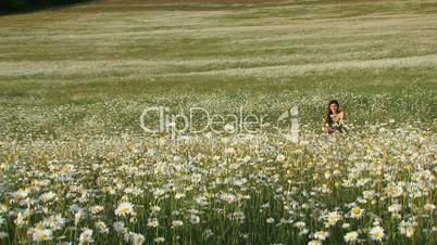 Blooming chamomile field