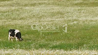 Cow in a field