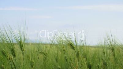 Field of wheat. Close-up