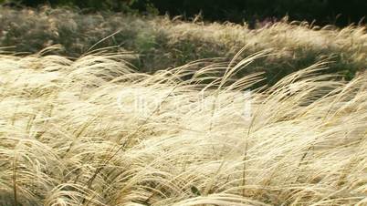 Feather grass in the wind