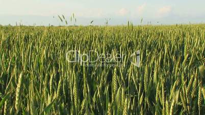 Growing wheat