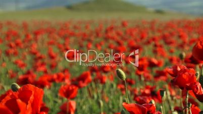 Field of red poppies