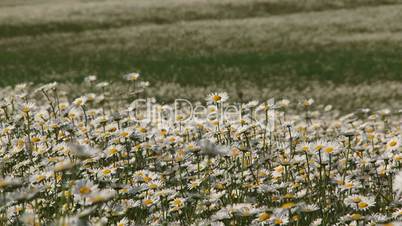 Daisies in bloom