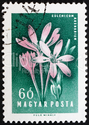 Postage stamp Hungary 1958 Autumn Crocus, Flower
