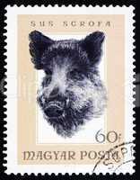 Postage stamp Hungary 1966 Head of Wild Boar