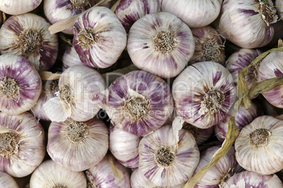 Frischer Knoblauch, Cote d'Azur, Südfrankreich