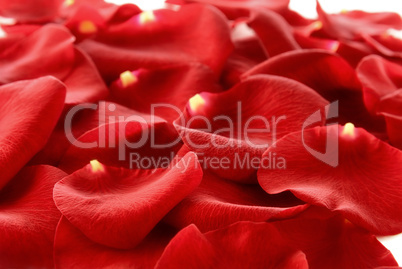Ein Teppich aus Rosenblättern