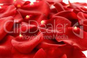 Ein Teppich aus Rosenblättern