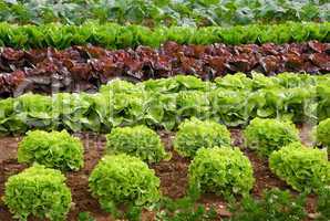 Reihen von Salatpflanzen vor der Ernte