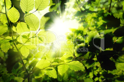Blätter im Wald umrahmen die Sonne