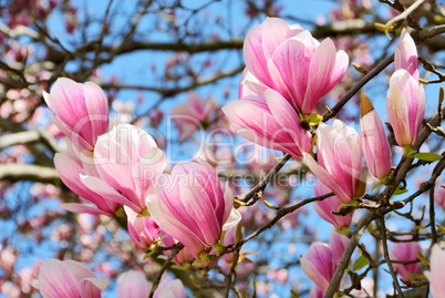 Magnolien vor blauem Himmel