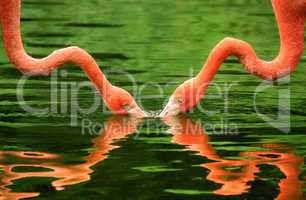 Symmetrisch gespiegelte Flamingo-Hälse