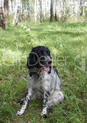 Spaniel.