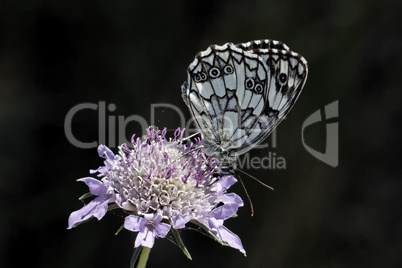 Melanargia galathea, Schachbrett, Damenbrett