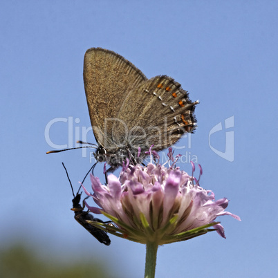 Satyrium esculi, Nordmannia esculi, Südlicher Eichen-Zipfelfalter