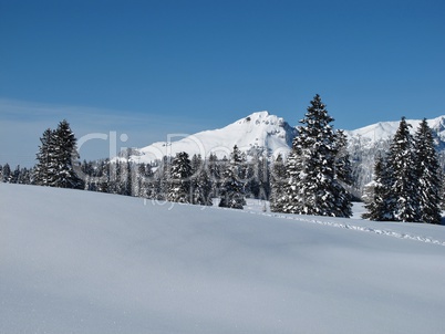Snow covered tree and mountain in the Toggenburg