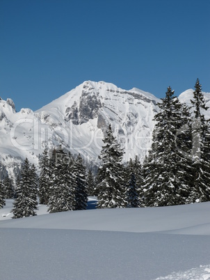 Snow covered trees and mountain in the Swiss Alps