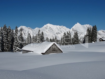 Snow covered hut, trees and Mt  Saentis