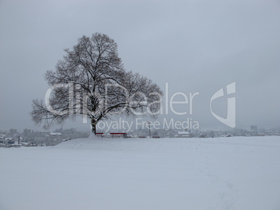 Tree and Wetzikon on a winter day, snowfall