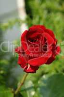 Rote Rose Red Rose