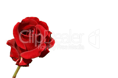 Rote Rose Red Rose