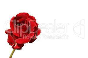 Rote Rose Red Rose