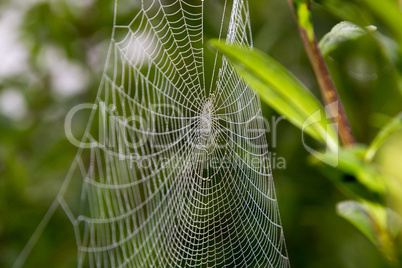 Spinnennetz mit Morgentau