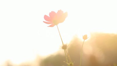 flower in sunrise