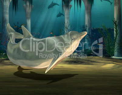 Delphin in einer Unterwasserruine