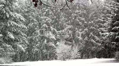 Snow falling on big evergreens,snowfall on trees,snowfall