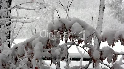 Snow falling on big evergreens,snowfall on trees,snowfall