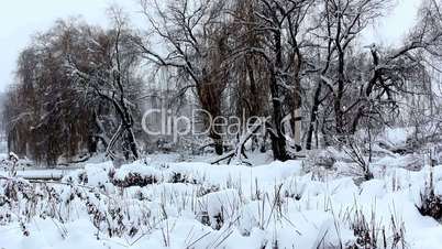 winter landscape,snowfall in the park,snow in the woods