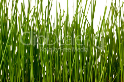 Grass blades