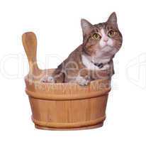pet in wooden bowl