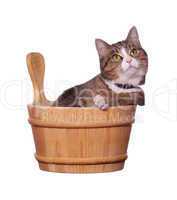 cute cat in wooden bowl