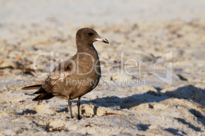 Brown Seagull