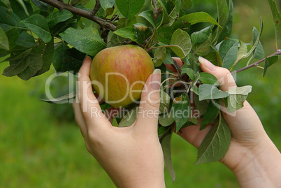 Apfel - apple 22