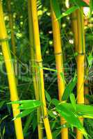 Bambus 03