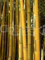 Bambus 06