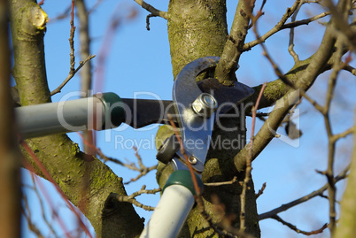 Baum verschneiden 13