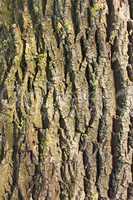 Detail of old tree bark