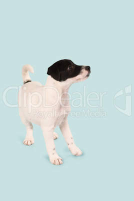 Jack Russell Welpe